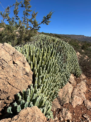 RETRAITE Atlas, Maroc (Avril)