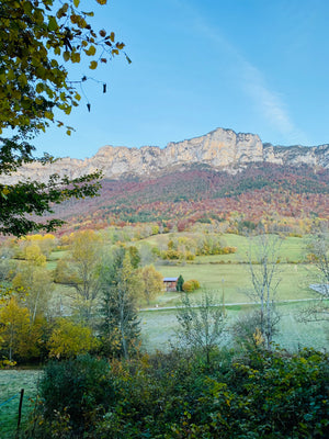 FORMATION Yin Yoga Novembre 2023 (Zoom + Chartreuse)