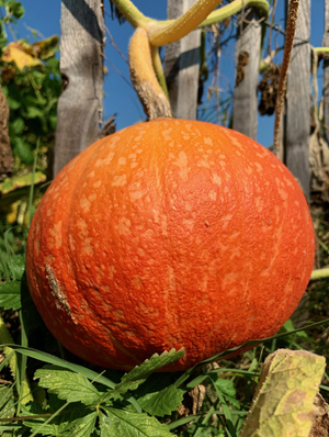 RETRAITE Yoga & Atelier cuisine (SEP 2023)